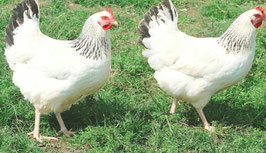 Poule pondeuses