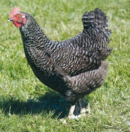 Poule pondeuse Coucou