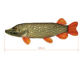 Kuschelhecht 60cm