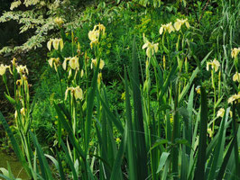 Iris pseudacorus var bastardii