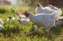 Huhn No 2