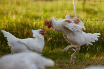Huhn No 1