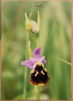 Postkarte Hummel Ragwurz