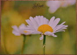 Postkarte Gänseblümchen