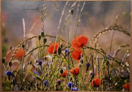 Postkarte Mohnfeld 2
