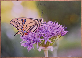 Postkarte Schwalbenschwanz 1