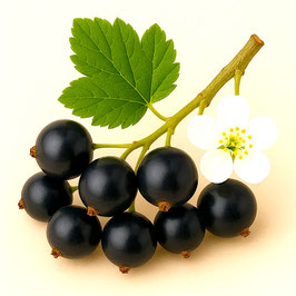 430g Schwarze Johannisbeer  Gelee extra