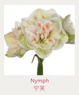 Amaryllis - Nymph