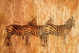 Zebra Gruppe