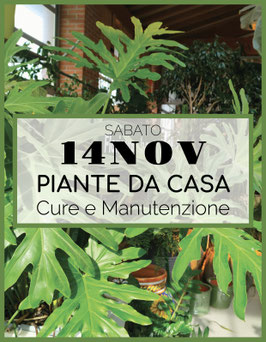 14/11 - PIANTE DA CASA