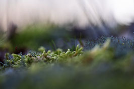 Impression Nature #212459