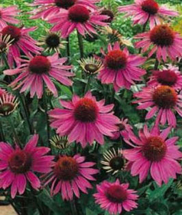 Bio Echinacea Hydrolat