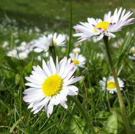 Bio Gänseblümchen Hydrolat