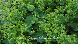 Bio Frauenmantel Hydrolat