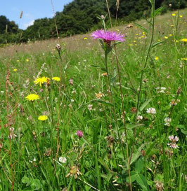 Heublumen Hydrolat