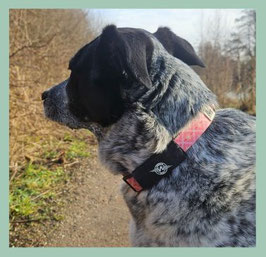 Hond AV-edge