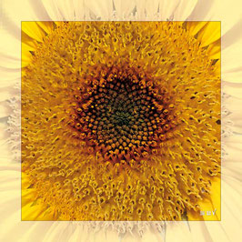 "Sun-Flower IV"