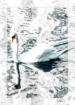 "White Swan"
