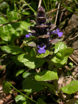 Alcoolature de Bugle rampant