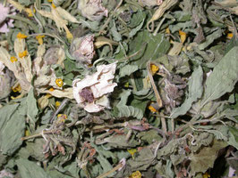 Tisane Rouge gorge BIO