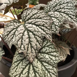 Begonia 'Sterling Moon'