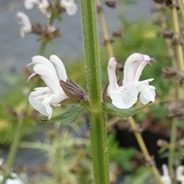 Salvia staminea - Kaukasischer Salbei