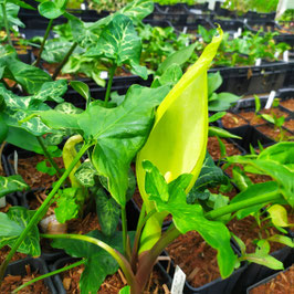 Arum maculatum 'Nids de Kerharo' - Gefleckter Aronstab
