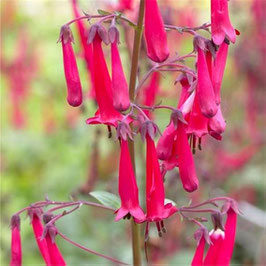 Phygelius aequalis 'Cherry Ripe' - Kapfuchsie