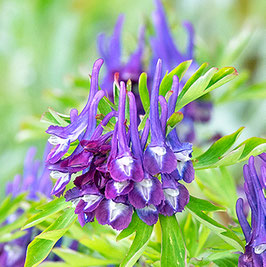 Corydalis flexuosa x capitata 'Korn's Purple'