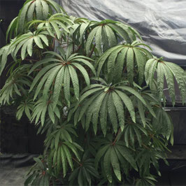 Begonia luxurians - Palmblatt-Begonie