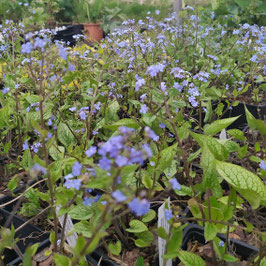 Brunnera macrophylla 'Alexander's Great'