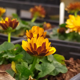 Ranunculus ficaria 'Monique'