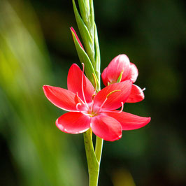 Schizostylis coccinea (syn. Hesperantha coccinea) - Roter Spaltgriffel
