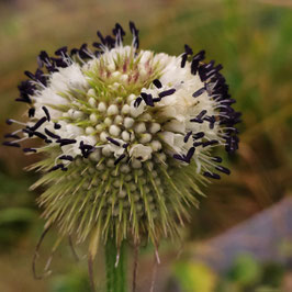Dipsacus chinensis - Chinesische Karde