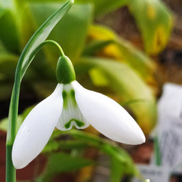 Galanthus nivalis 'Homersfield'