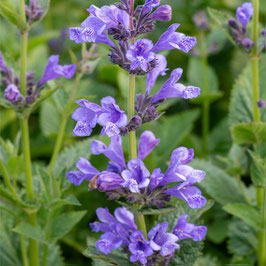 Nepeta x hybr. 'Blue Planet' - Katzenminze