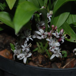 Reineckia carnea 'Jinfo Juwel'