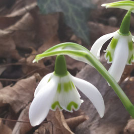 Galanthus 'Heffalump'