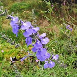 Salvia azurea ssp. grandiflora