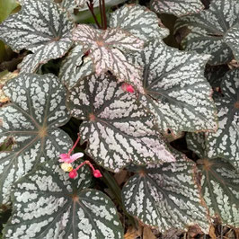 Begonia 'Little Moon'