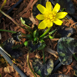 Ranunculus ficaria 'Tortoiseshell'