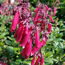 Phygelius capensis 'Candy Drops Red' - Kapfuchsie