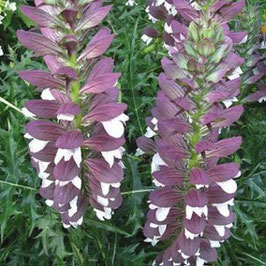 Acanthus hungaricus 'White Lips'