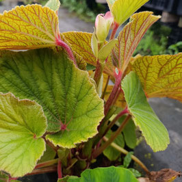 Begonia x hybr. 'Torsa'