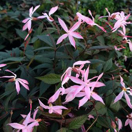 Gillenia trifoliata 'Pink Profusion'