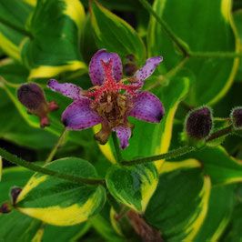 Tricyrtis formosana 'Autumn Glow'