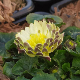 Ranunculus ficaria 'Quillet'