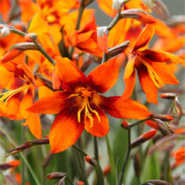 Crocosmia 'Emily McKenzie' - Montbretie