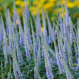 Veronicastrum virginicum 'Lavendelturm'