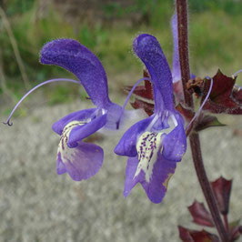 Salvia forskaohlei - Bulgarischer Salbei, Balkan-Salbei